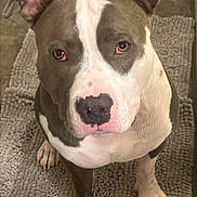 Goose is registered to the contest to win money with this photo: animal, bath_mat, brown_and_white, canine, cute, dog, domestic, ears, expression, face, floor, fur, indoor, looking_up, nose, paw, pet, pit_bull, portrait, waiting