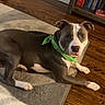 Goose joined the competition — help win amazing prizes! bandana, books, bookshelf, brown, canine, companion, cozy, dog, domestic_animal, flooring, furniture, green, home, indoor, lying_down, pet, relaxed, rug, white, wooden_floor