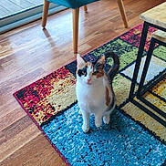 Ellie participe au concours pour gagner de l'argent avec cette photo : cat, calico_cat, indoor, colorful_rug, teal_chair, wooden_floor, coffee_table, table_leg, window, sunlight, pet, curious, looking_up, sitting, paws, whiskers, home_interior, hardwood_floor, floor_rug, living_room