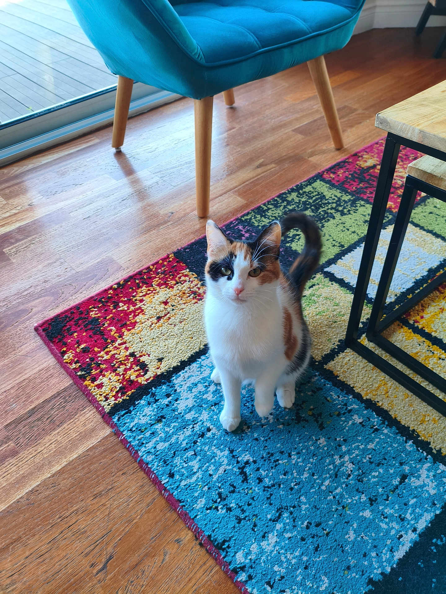 Ellie participe au concours pour gagner de l'argent avec cette photo : cat, calico_cat, indoor, colorful_rug, teal_chair, wooden_floor, coffee_table, table_leg, window, sunlight, pet, curious, looking_up, sitting, paws, whiskers, home_interior, hardwood_floor, floor_rug, living_room