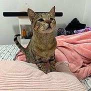Bean joined the competition — help win amazing prizes! cat, tabby, pet, animal, portrait, whiskers, ears, tail, sitting, bed, blanket, pink_blanket, bedroom, cozy, indoors, furniture, bedding, alert, short_hair, photography