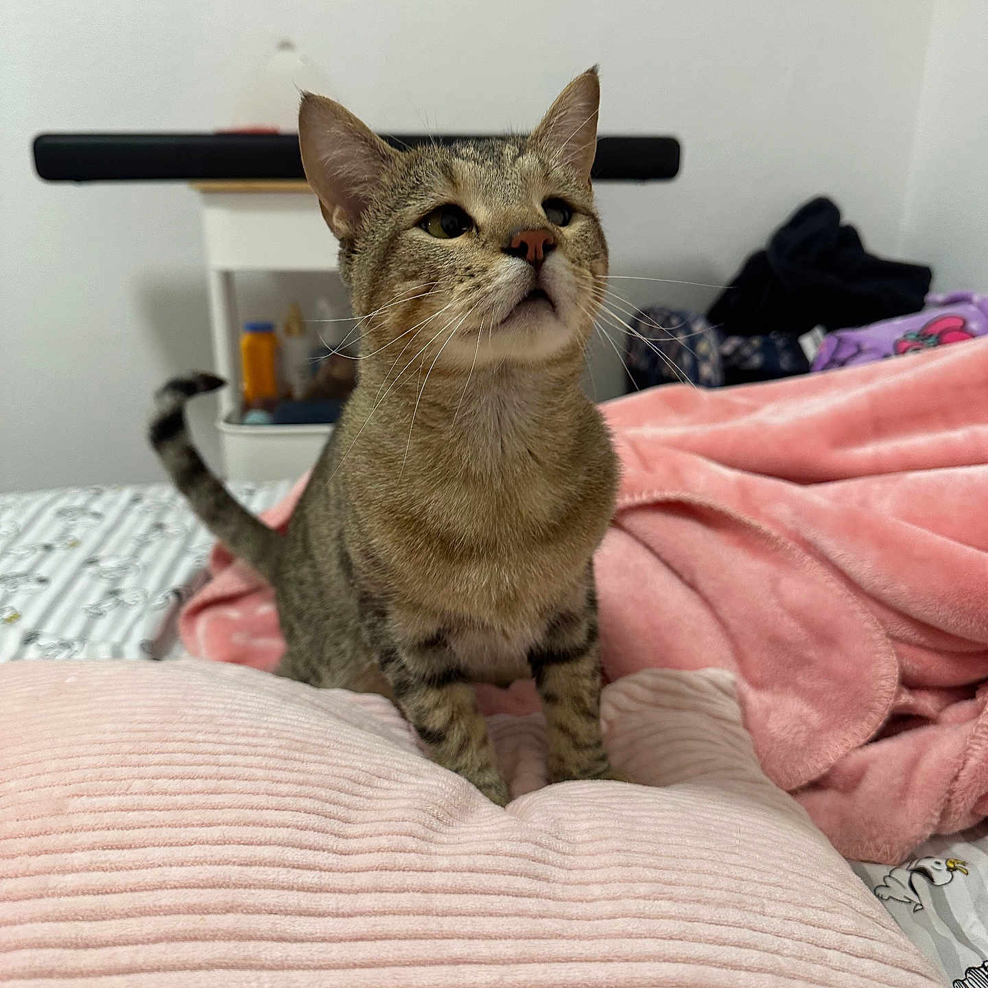 Bean