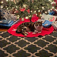 Cheetah is registered to the contest to win money with this photo: animal, cat, celebration, christmas_lights, christmas_tree, cozy, decorations, festive, holiday, home, indoor, living_room, ornaments, pet, presents, relaxed, rug, tabby_cat, tree_skirt, wrapped_gifts