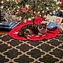 animal, cat, celebration, christmas_lights, christmas_tree, cozy, decorations, festive, holiday, home, indoor, living_room, ornaments, pet, presents, relaxed, rug, tabby_cat, tree_skirt, wrapped_gifts