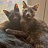 cat, cats, cozy, cuddle, cuddling, ears, feline, fur, grey_fur, indoor, love, pair, pet, portrait, resting, sunlight, tabby, tortoiseshell, whiskers, window