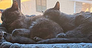 Earl Grey And Chai joined the competition — help win amazing prizes! cat, cats, companion, cozy, curled_up, feline, fur, grey_cat, indoor, nap, paw, pet, plush_bed, resting, sleeping, soft_texture, sunbeam, whiskers, window, window_screen