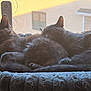 cat, cats, grey_cat, sleeping, nap, window, window_screen, sunbeam, plush_bed, pet, indoor, cozy, fur, whiskers, paw, curled_up, feline, resting, companion, soft_texture