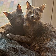 Earl Grey And Chai joined the competition — help win amazing prizes! cat, cats, cozy, cuddle, cuddling, ears, feline, fur, grey_fur, indoor, love, pair, pet, portrait, resting, sunlight, tabby, tortoiseshell, whiskers, window