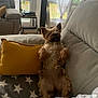 animal, blanket, casual, comfortable, couch, cozy, curtains, dog, domestic, fur, furniture, home, indoor, living_room, pet, plush, relaxing, small_dog, window, yellow_pillow
