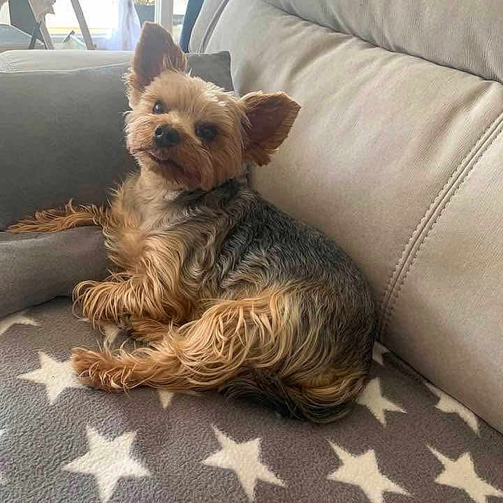 Naya a rejoint le concours — aidez-le/la à gagner de superbes lots ! animal, blanket, companion, couch, cozy, cute, dog, ears, fur, furniture, home, indoor, looking, natural_light, pet, relaxed, small_dog, star_pattern, window, yorkshire_terrier