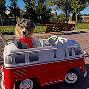 Avane a rejoint le concours — aidez-le/la à gagner de superbes lots ! animal, bench, daytime, dog, ears_up, grass, happy, nature, outdoor, park, pavement, pet, playful, puppy, red_harness, sunny, tongue_out, toy_car, trees, vehicle