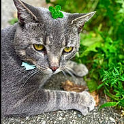 Forrest is registered to the contest to win money with this photo: cat, gray_cat, yellow_eyes, leaf, green_leaf, outdoor, nature, stone_surface, feline, pet, close_up, animal, whiskers, ears, fur, relaxed, greenery, daylight, ground, curious