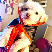 Savannah Snow Monroe is registered to the contest to win money with this photo: puppy, dog, costume, orange, black, fur, cute, pet, indoor, home, decor, hand, bracelet, zebra_print, wall_art, soft_toy, lighting, room, furniture, colorful