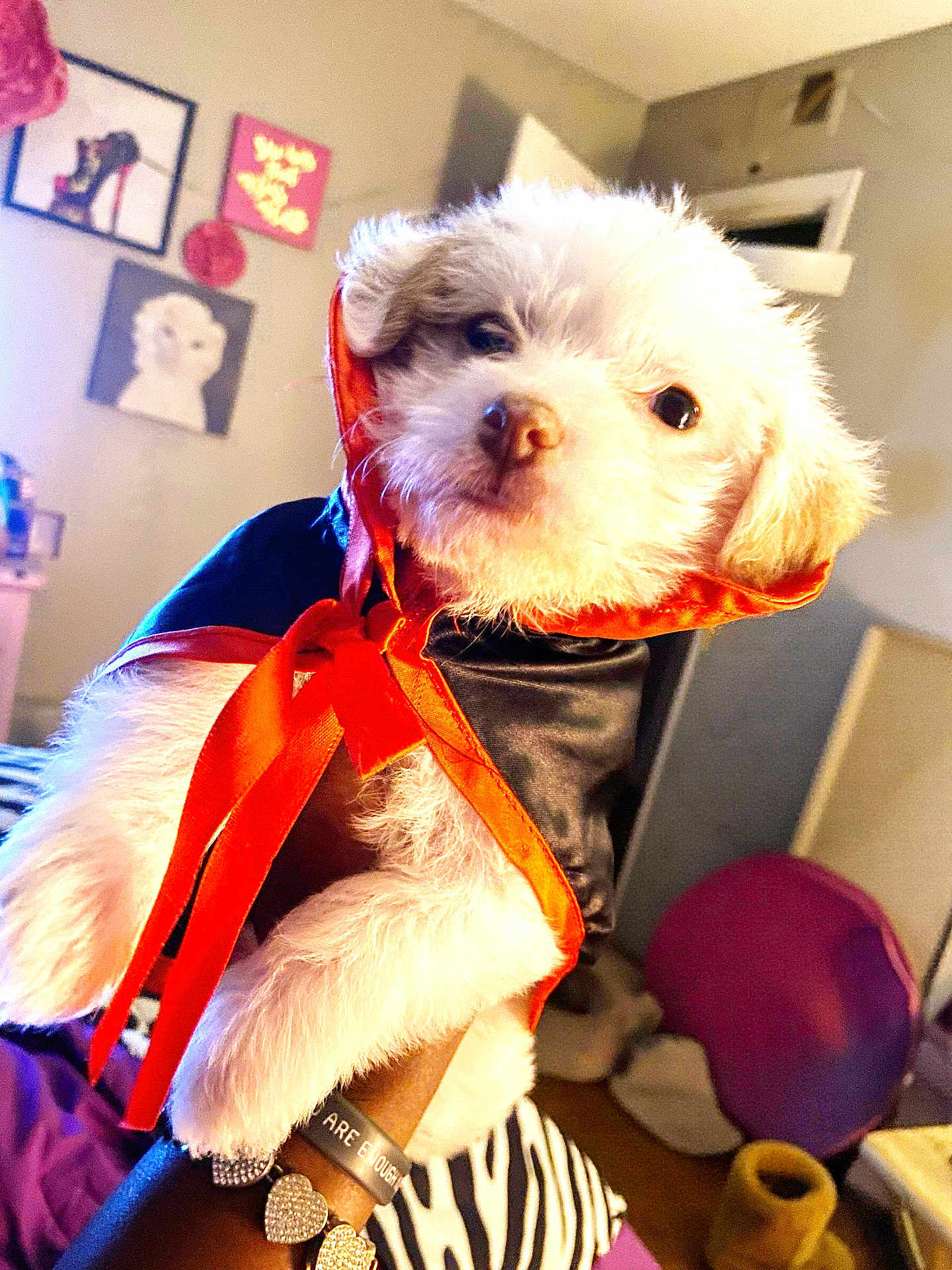 Savannah Snow Monroe is registered to the contest to win money with this photo: puppy, dog, costume, orange, black, fur, cute, pet, indoor, home, decor, hand, bracelet, zebra_print, wall_art, soft_toy, lighting, room, furniture, colorful