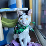 Tini joined the competition — help win amazing prizes! cat, white_cat, black_markings, bandana, green_bandana, purple_sandals, cat_tree, window, indoor, pet, animal, sitting, yellow_eyes, fur, ears, whiskers, floor, natural_light, cozy, portrait