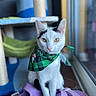 cat, white_cat, black_markings, bandana, green_bandana, purple_sandals, cat_tree, window, indoor, pet, animal, sitting, yellow_eyes, fur, ears, whiskers, floor, natural_light, cozy, portrait