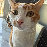 Summer joined the competition — help win amazing prizes! cat, close_up, closeup_photo, curious, curtains, domestic_animal, ears, feline, fur_texture, green_eyes, indoor, marble_surface, natural_light, nose, orange_tabby, pet, portrait, whiskers, white_fur, window