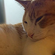 Summer joined the competition — help win amazing prizes! cat, close_up, sleepy, orange_and_white, whiskers, feline, pet, indoor, portrait, fur, nose, ear, muzzle, cozy, relaxed, soft_light, macro, detail, lying_down, domestic_cat