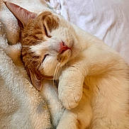Summer joined the competition — help win amazing prizes! cat, sleeping, cozy, blanket, paw, whiskers, pink_nose, fur, indoor, closeup, pet, domestic_cat, orange_tabby, white_fur, bedding, relaxed, snuggling, portrait, nap, soft_texture
