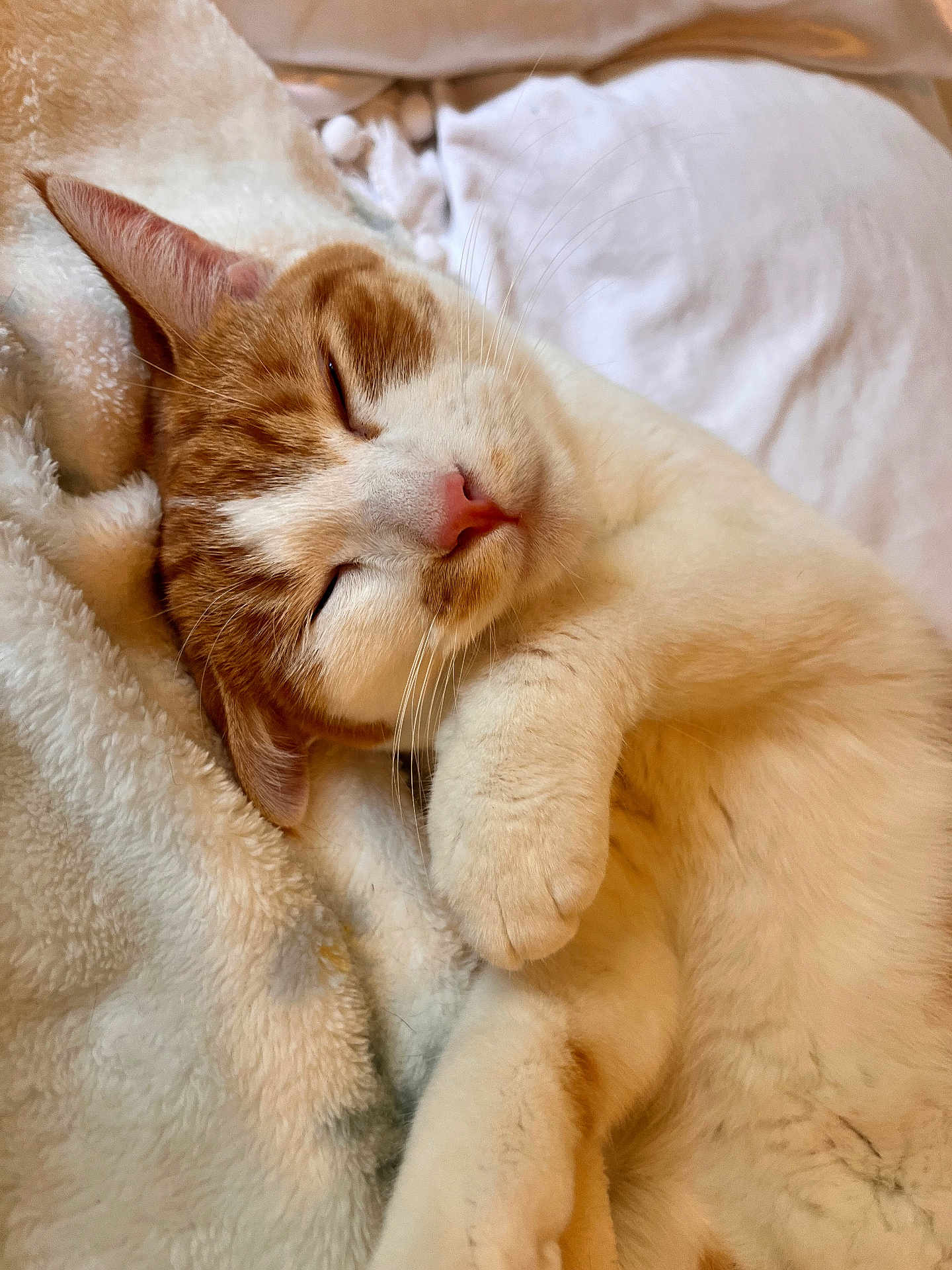 Summer joined the competition — help win amazing prizes! cat, sleeping, cozy, blanket, paw, whiskers, pink_nose, fur, indoor, closeup, pet, domestic_cat, orange_tabby, white_fur, bedding, relaxed, snuggling, portrait, nap, soft_texture