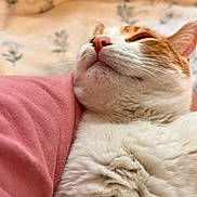 Summer joined the competition — help win amazing prizes! cat, orange_tabby, white_fur, close_up, sleeping, whiskers, nose, cozy, blanket, pink_shirt, fur_texture, pet, indoor, portrait, relaxation, soft, bedroom, snuggle, chin, calm
