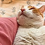 cat, orange_tabby, white_fur, close_up, sleeping, whiskers, nose, cozy, blanket, pink_shirt, fur_texture, pet, indoor, portrait, relaxation, soft, bedroom, snuggle, chin, calm
