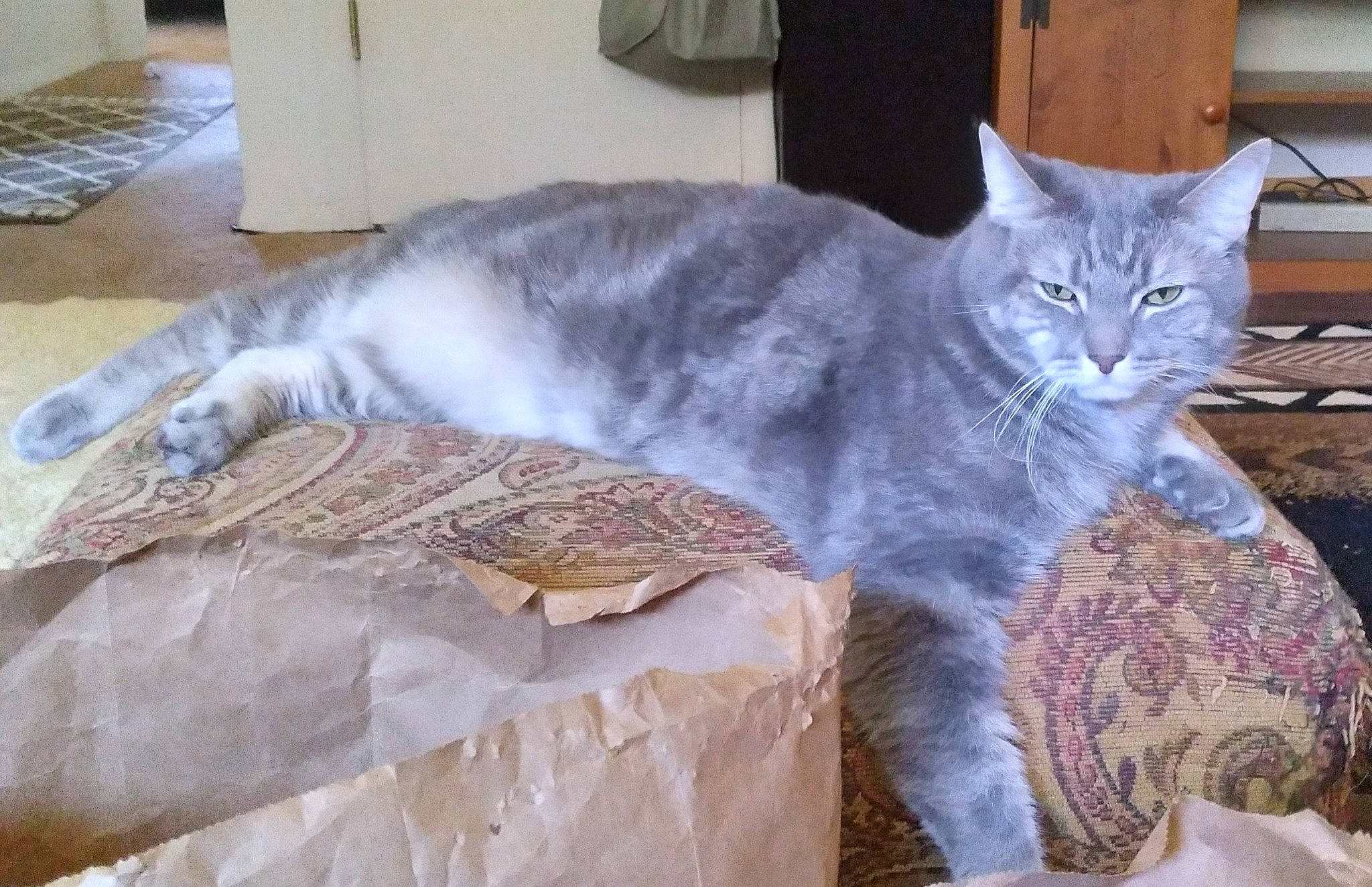 Dusty is registered to the contest to win money with this photo: carnivore, cat, comfort, domestic_short_haired_cat, felidae, flooring, fur, grey, hardwood, small_to_medium_sized_cats, tail, whiskers, window, wood