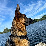Aïko a rejoint le concours — aidez-le/la à gagner de superbes lots ! dog, german_shepherd, water, lake, dock, sky, clouds, outdoor, nature, canine, pet, animal, fur, portrait, side_view, leash, harness, trees, calm, sunlight