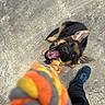 Aïko a rejoint le concours — aidez-le/la à gagner de superbes lots ! puppy, dog, german_shepherd, playful, rope_toy, tug_of_war, person, shoe, footwear, pants, concrete, outdoor, pet, animal, black_fur, brown_fur, ears, mouth_open, looking_up, playtime