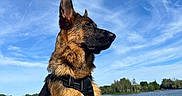 Aïko participe au concours pour gagner de l'argent avec cette photo : dog, german_shepherd, canine, animal, pet, outdoor, lake, water, dock, sky, clouds, nature, leash, harness, summer, sunlight, portrait, sitting, alert, scenic