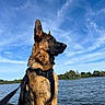 dog, german_shepherd, canine, animal, pet, outdoor, lake, water, dock, sky, clouds, nature, leash, harness, summer, sunlight, portrait, sitting, alert, scenic