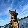 Aïko a rejoint le concours — aidez-le/la à gagner de superbes lots ! dog, german_shepherd, outdoor, sky, clouds, water, lake, dock, sunlight, nature, leash, canine, animal, pet, portrait, sitting, daytime, fur, ears, watchful
