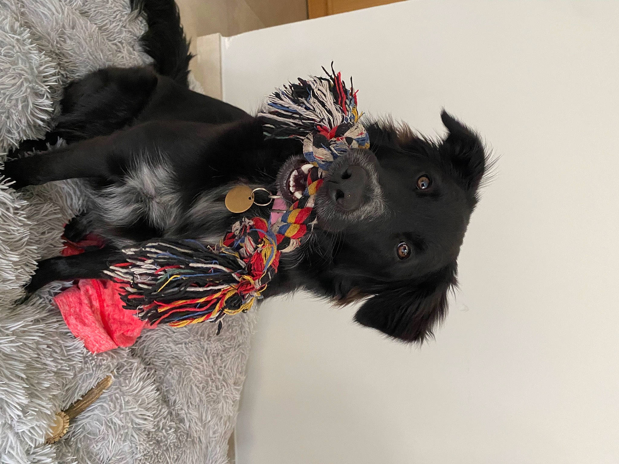 Taya a rejoint le concours — aidez-le/la à gagner de superbes lots ! art, carmine, costume, costume_accessory, event, fashion_accessory, feather, fur, grey, natural_material, plant, tail, toy, tree