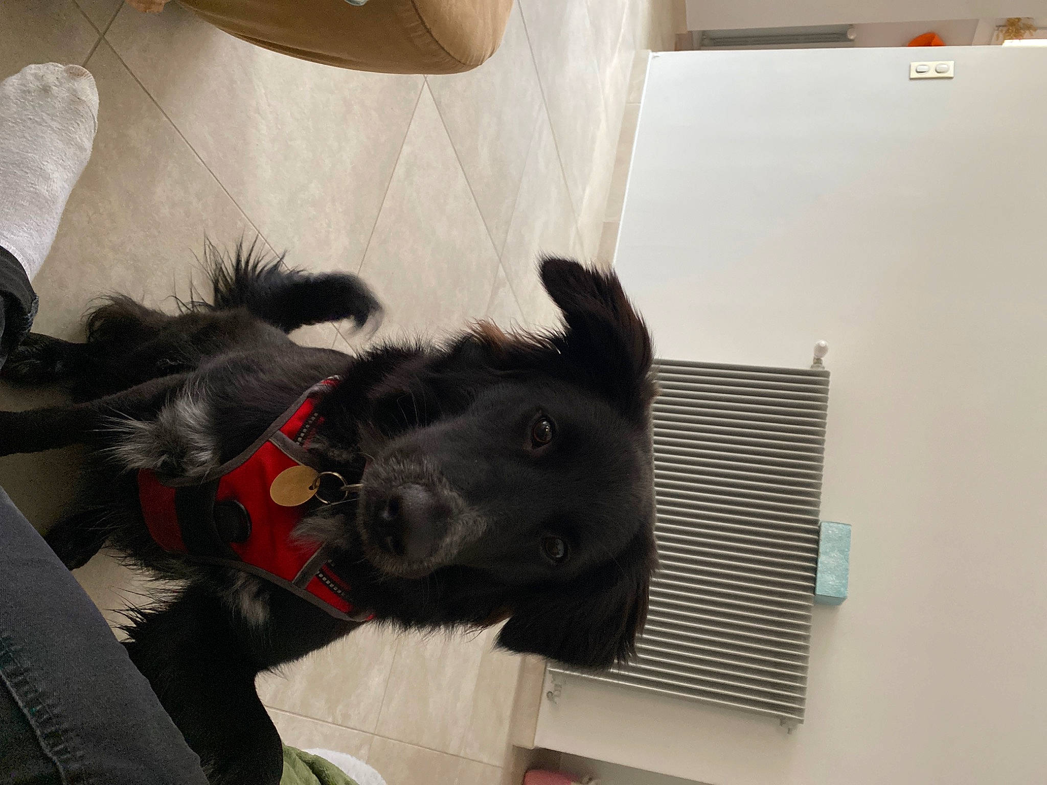 Taya participe au concours pour gagner de l'argent avec cette photo : canidae, carnivore, collar, comfort, companion_dog, dog, dog_breed, dog_collar, fawn, felidae, fur, non_sporting_group, pet_supply, small_to_medium_sized_cats, snout, sporting_group, tail, whiskers, window, working_animal