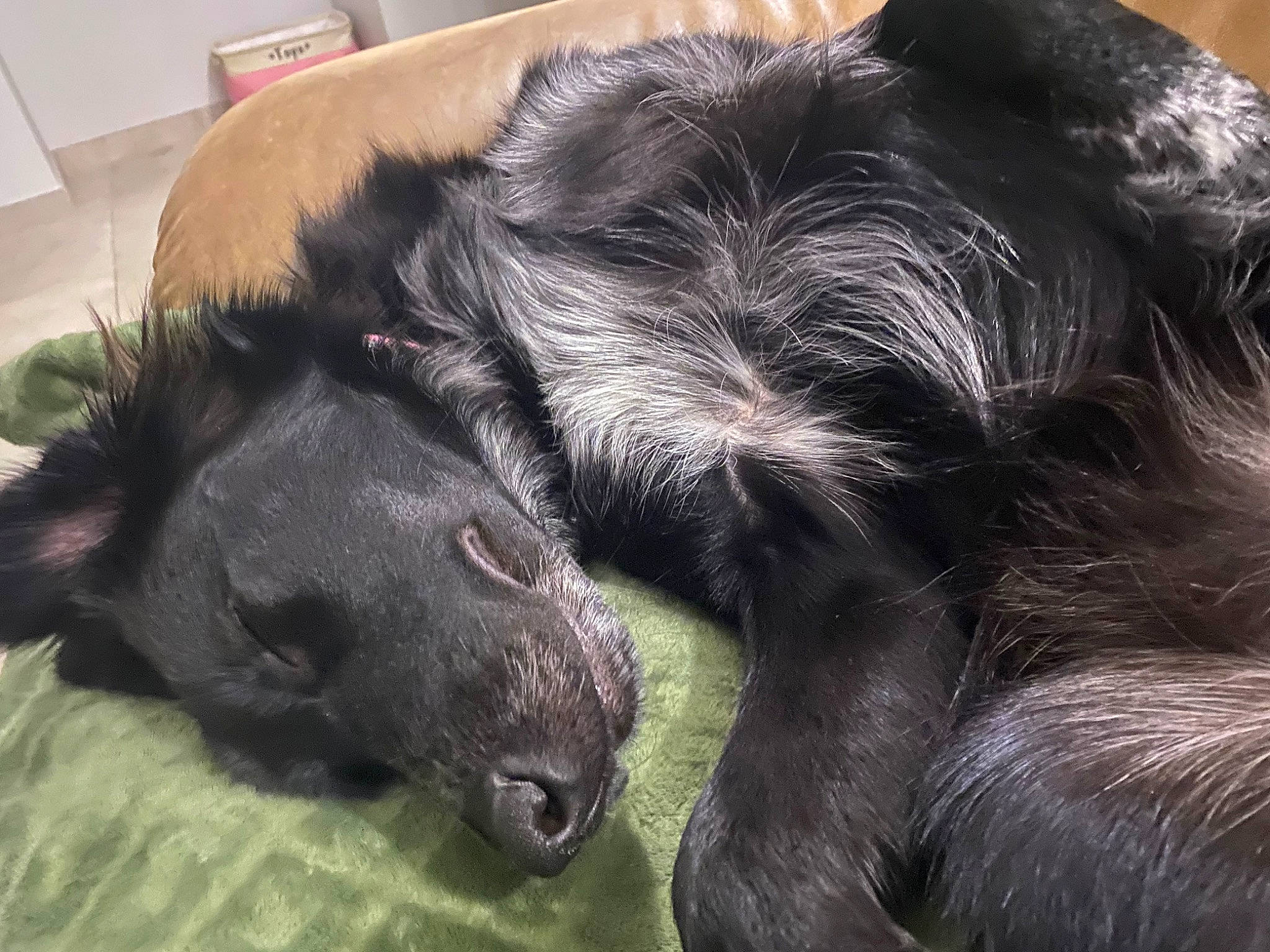 Taya participe au concours pour gagner de l'argent avec cette photo : borador, canidae, carnivore, claw, comfort, companion_dog, dog, dog_breed, ear, fur, guard_dog, liver, mammal, nap, paw, snout, sporting_group, terrestrial_animal, whiskers, working_animal