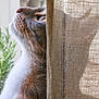 Guyzmo a rejoint le concours — aidez-le/la à gagner de superbes lots ! abyssinian, animal, bag, cat, chair, couch, curtain, furniture, hardwood, homedecor, indoors, interiordesign, kitten, linen, manx, person, pet, siamese, sleeping, wood