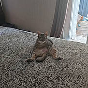 Guyzmo a rejoint le concours — aidez-le/la à gagner de superbes lots ! cat, bed, indoor, fluffy, furniture, curtains, window, domestic, pet, relaxed, animal, gray_cat, sitting, looking_at_camera, cozy, home, floor, light, daylight, room