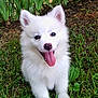 Clover is registered to the contest to win money with this photo: puppy, dog, white_fur, tongue_out, grass, outdoor, plants, happy, cute, pet, animal, nature, smiling, young_dog, fur, ears, garden, sitting, tongue, daylight