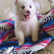 Clover is registered to the contest to win money with this photo: puppy, dog, white, fluffy, tongue_out, blanket, woven_blanket, colorful, couch, leather, indoor, pet, cute, small_dog, playful, sitting, animal, fur, happy, domestic