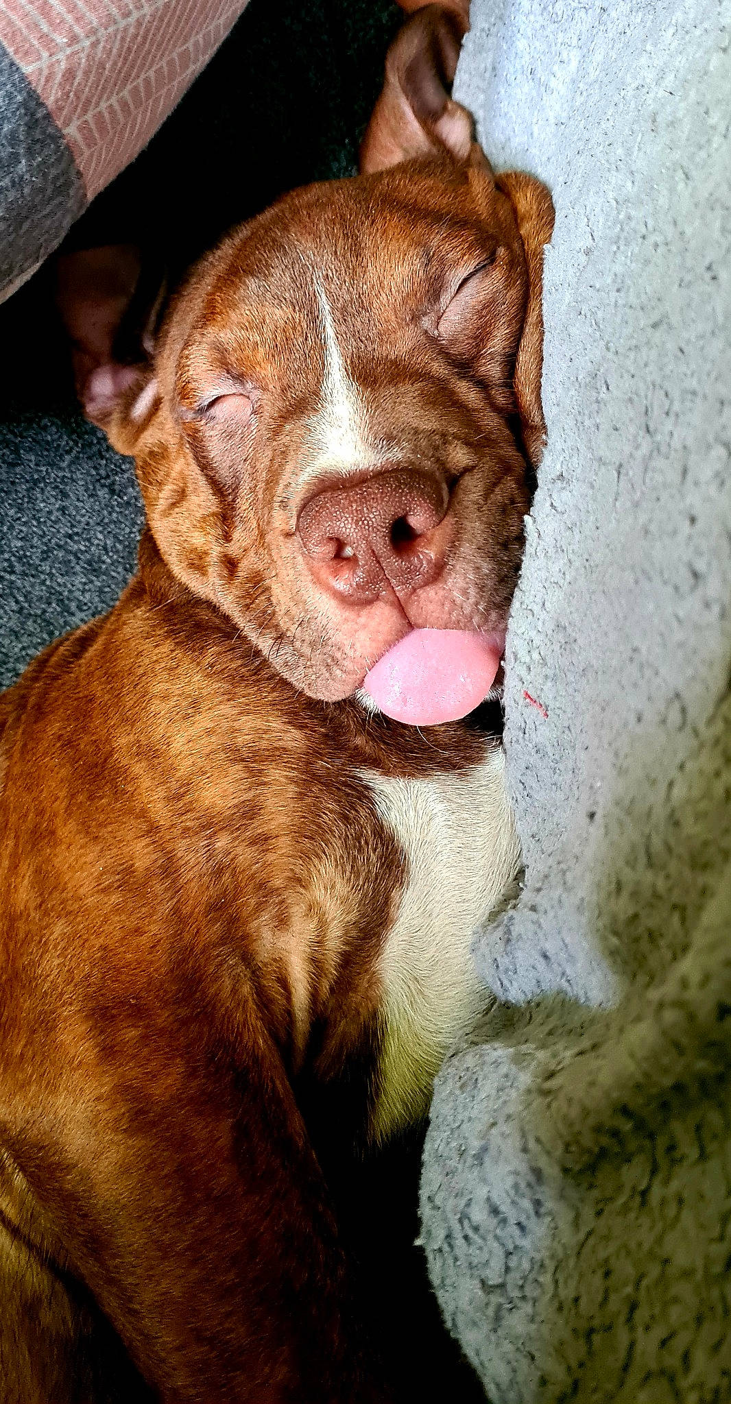 Jax joined the competition — help win amazing prizes! bulldog, canidae, carnivore, companion_dog, dog, dog_breed, fawn, fedora, fur, liver, molosser, non_sporting_group, old_english_bulldog, puppy, sporting_group, sun_hat, terrestrial_animal, whiskers, working_animal, wrinkle