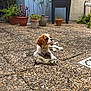 Alphonse participe au concours pour gagner de l'argent avec cette photo : animal, backyard, brown_and_white, cute, daylight, dog, furniture, garden, nature, outdoor, patio, pet, plants, playful, potted_plants, puppy, relaxing, small_dog, stone_floor, toy