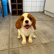 Alphonse a rejoint le concours — aidez-le/la à gagner de superbes lots ! animal, brown_and_white, companion, cute, dog, domestic, ears, floor, fluffy, happy, indoor, mouth_open, pet, puppy, sitting, small_dog, smiling, tile, tongue, young_dog
