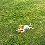 Alphonse a rejoint le concours — aidez-le/la à gagner de superbes lots ! animal, canine, cavalier_king_charles_spaniel, cute, dog, ears, fur, grass, greenery, lying_down, mammal, nature, outdoor, pet, playful, rope_toy, small_dog, summer, sunlight, toy