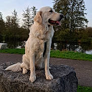 Vaiana a rejoint le concours — aidez-le/la à gagner de superbes lots ! animal, calm, canine, daylight, dog, fur, golden_retriever, grass, happy, landscape, mammal, nature, outdoor, park, pet, pond, rock, sitting, tongue_out, trees