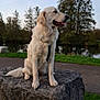 animal, calm, canine, daylight, dog, fur, golden_retriever, grass, happy, landscape, mammal, nature, outdoor, park, pet, pond, rock, sitting, tongue_out, trees