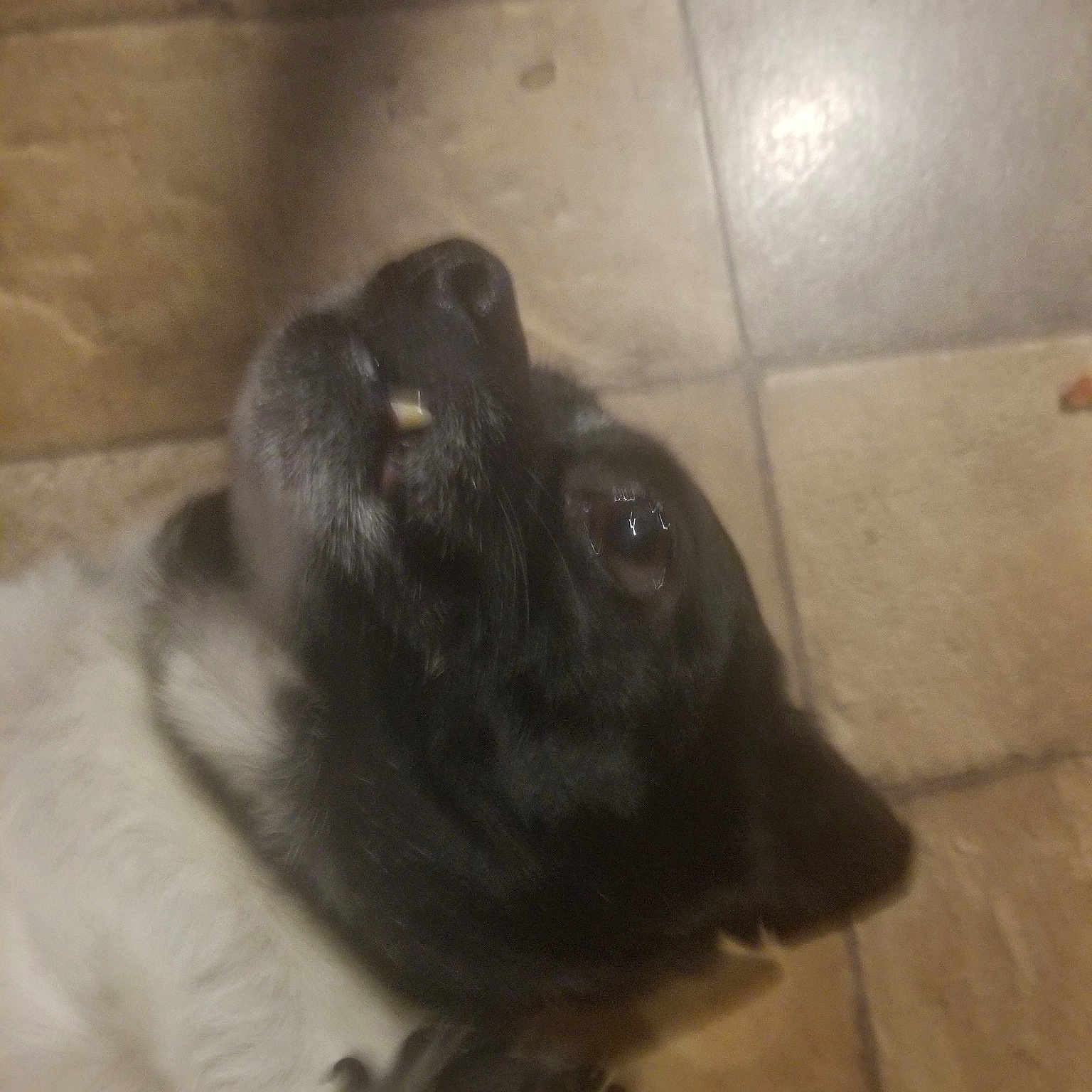 Philly joined the competition — help win amazing prizes! canidae, carnivore, dog, dog_breed, fawn, puppy, sporting_group