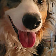 Zoey is registered to the contest to win money with this photo: animal, canine, close_up, companion, cute, dog, ears, excited, face, fluffy, friendly, fur, happy, indoor, nose, pet, playful, portrait, smiling, tongue_out