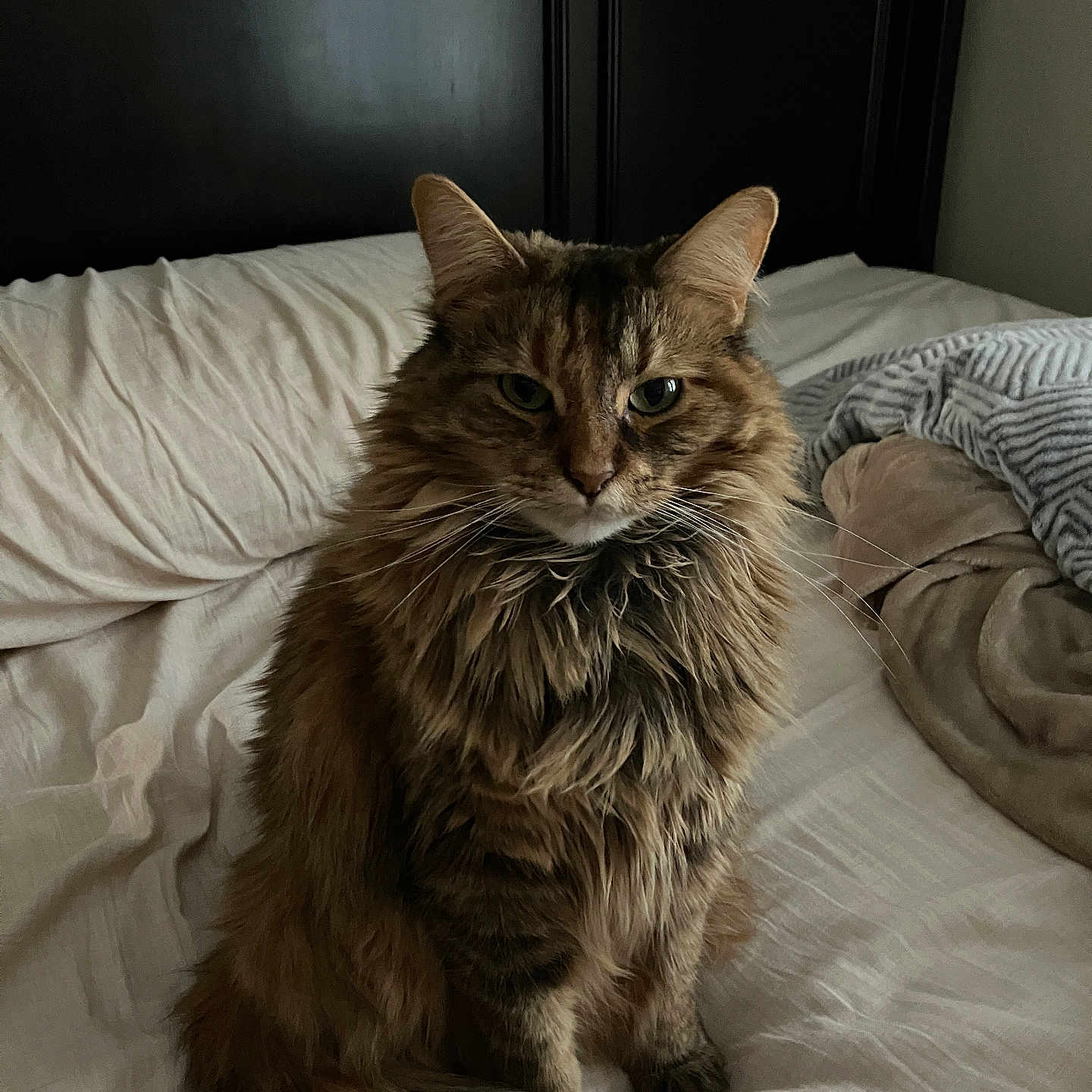 Mary Jae joined the competition — help win amazing prizes! abyssinian, animal, bed, bedroom, blanket, cat, computer, couch, cushion, electronics, furniture, hardwood, homedecor, indoors, kitten, linen, manx, pet, room, wood