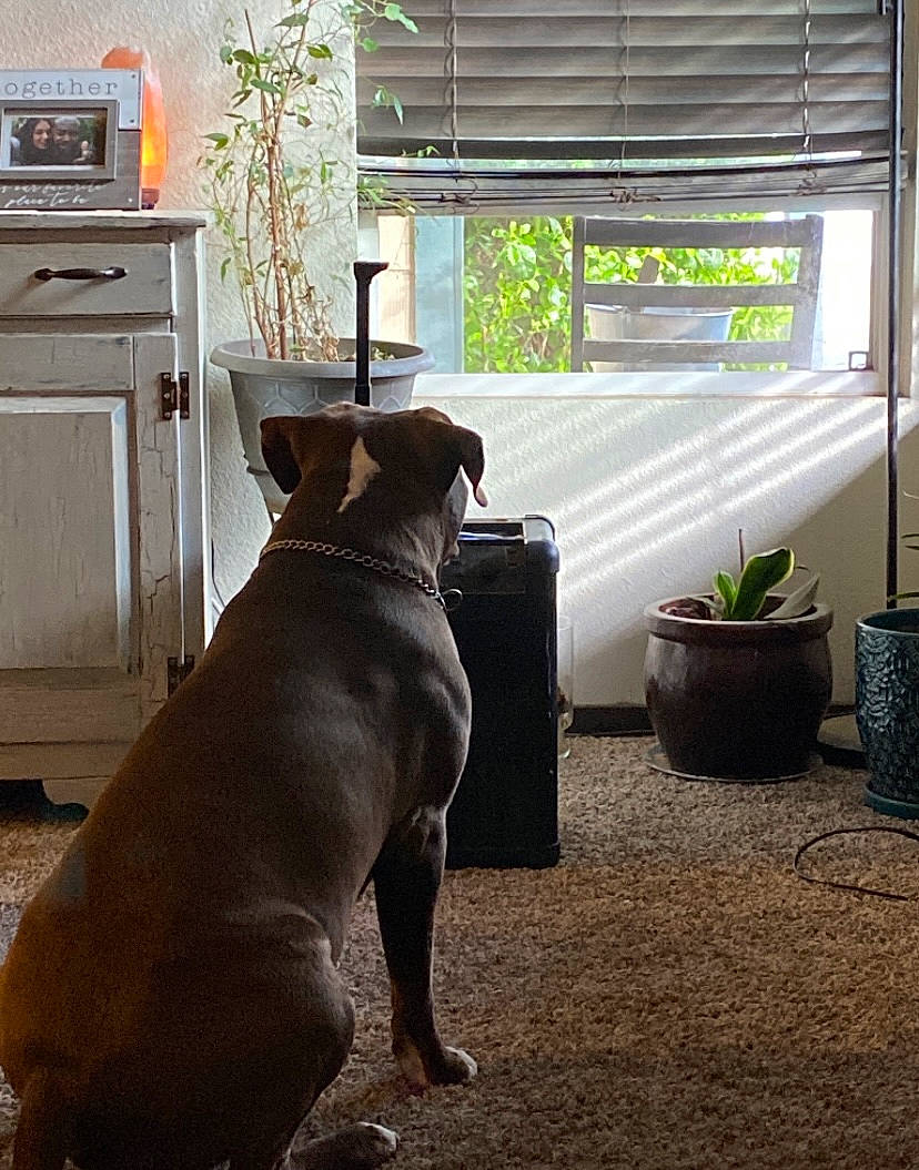 Oso joined the competition — help win amazing prizes! cabinetry, carnivore, collar, companion_dog, dog, dog_breed, fawn, floor, flooring, flowerpot, grey, hardwood, houseplant, living_room, plant, tail, window, window_blind, wood, working_animal