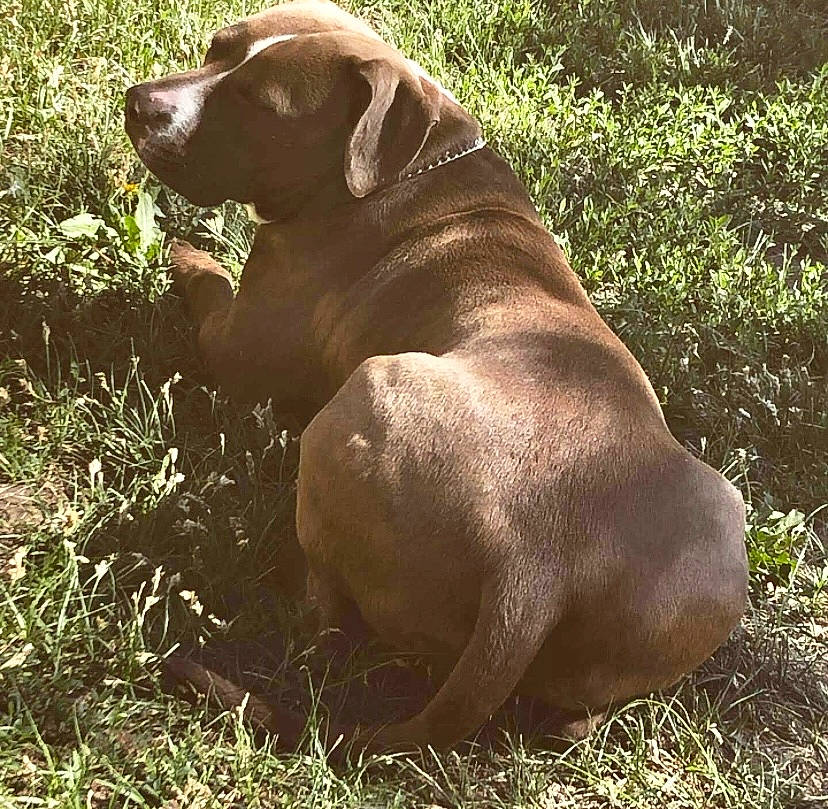 Oso joined the competition — help win amazing prizes! canidae, carnivore, collar, companion_dog, dog, dog_breed, dog_collar, fawn, grass, gun_dog, hunting_dog, liver, plant, snout, sporting_group, tail, terrestrial_animal, working_animal, working_dog